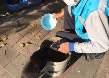 Avcılar Belediyesi, sokak hayvanlarını unutmadı