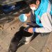 Avcılar Belediyesi, sokak hayvanlarını unutmadı