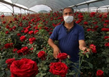 Çiçek üreticileri isyanda
