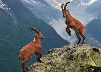 Tunceli’de ABD’li avcının dağ keçisi vurma izni iptal…