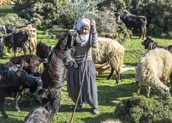 Amanos Dağları eteklerinde yarım asırdır çobanlık yapıyor