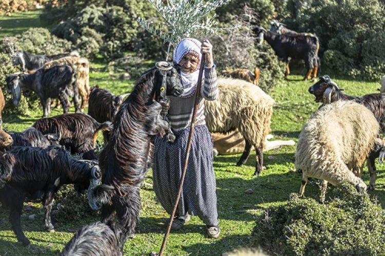 Amanos Dağları eteklerinde yarım asırdır çobanlık yapıyor