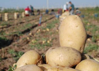 Patates üreticileri: Biz nasıl çiftçilik yapacağız ?