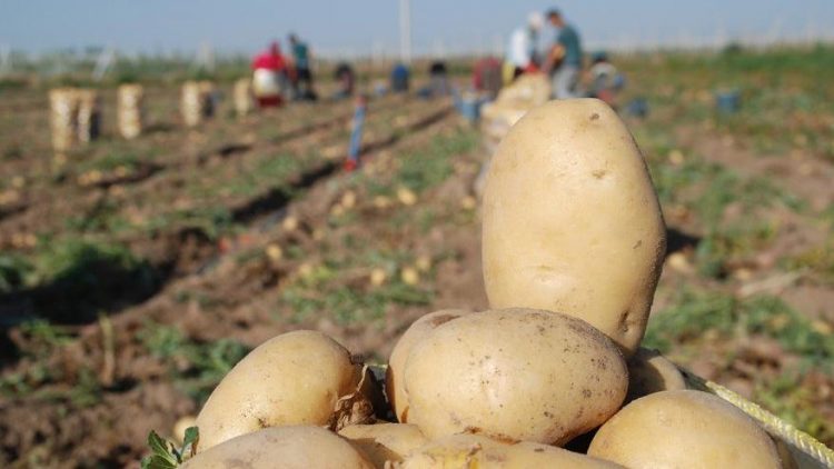 Patates üreticileri: Biz nasıl çiftçilik yapacağız ?