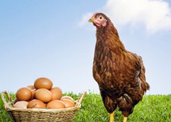 Laboratuvar üretimi tavuk eti, satışa çıkıyor