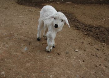 Altı ayaklı doğan kuzu görenleri şaşırtıyor