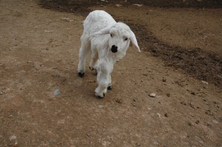 Altı ayaklı doğan kuzu görenleri şaşırtıyor