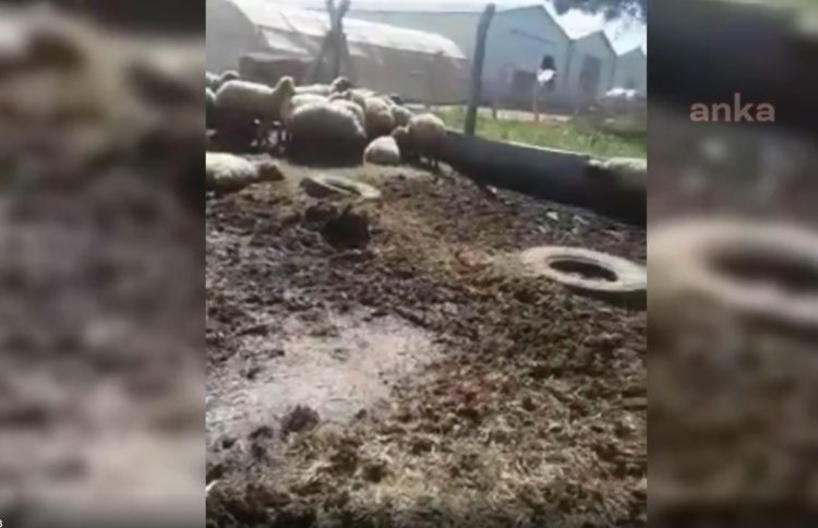 TİGEM, arazisine giren hayvanları alıkoydu