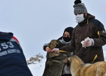 Ankara BB ve hayvanseverler sokak hayvanları için devrede
