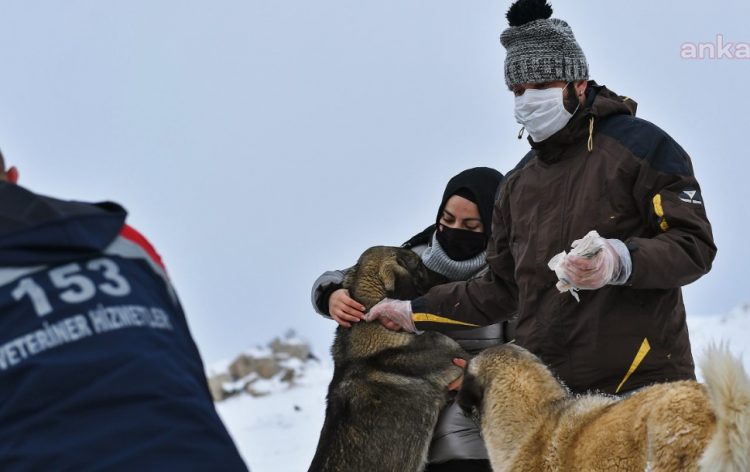 Ankara BB ve hayvanseverler sokak hayvanları için devrede