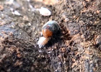 Antalya’da faydalı böcek üretimi başladı