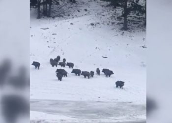 Aç kalan yaban hayvanları, karayoluna indi
