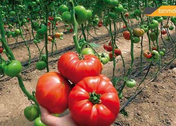 Domates üreticisi de isyan etti: “Çocuğuma nasıl bir gelecek bırakacağım?”