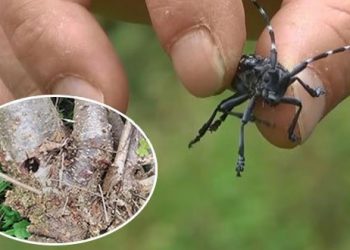 Karadeniz’de drakula böceği tehlikesi