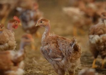 3 yeni GDO’lu hayvan yemine onay