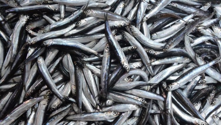 Hamsi avına 10 gün yasak geldi