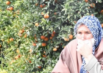 30 bin ağaçlık tarım arazisine, “sanayi projesi”