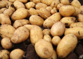 İhracat ve iç satış düştü; patates üreticisi zararda