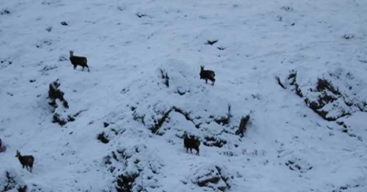 Tunceli’de, koruma altındaki şamualar görüntülendi