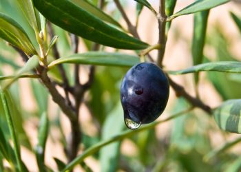 Zeytin yaprağı çayı tüketirken dikkat!