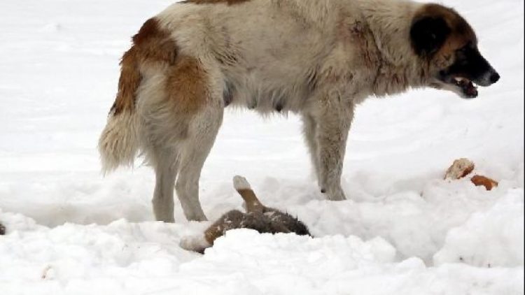 Köpek, donarak ölen yavrusunun başından ayrılmadı