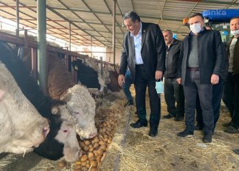 Çiftçi, ellerinde kalan patatesi hayvanlara yediriyor