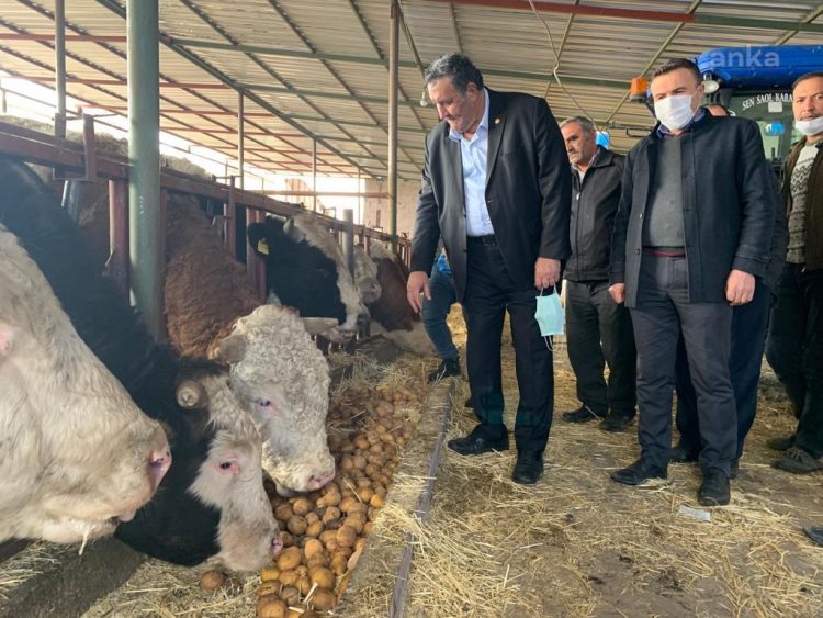 Çiftçi, ellerinde kalan patatesi hayvanlara yediriyor