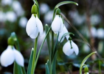 Bu çiçeği koparmanın cezası 80 bin 465 lira