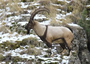 Tunceli’deki keçiler bakteriden ölmüş
