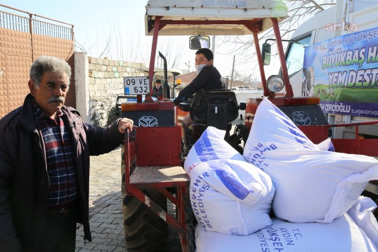 Aydın Büyükşehir Belediyesi, üreticiye yem desteği veriyor