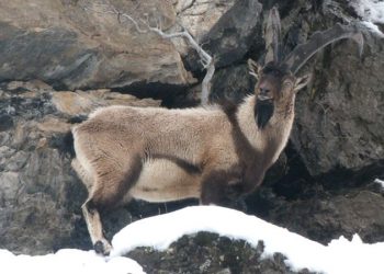 Tunceli’de, dağ keçilerinin ölümünde ‘koyun sürüsü’ iddiası