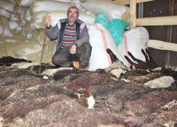 95 kuzusu, bir gecede telef oldu