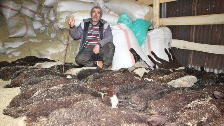 95 kuzusu, bir gecede telef oldu