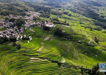 Bu pirinç taraçaları bin yıllık…