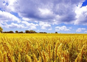 Buğday ithalatında dünya rekoru kırdık