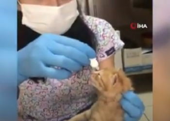 Anne kedi, yavrularını doktora götürdü: ‘Miyavlayarak yardım istedi’