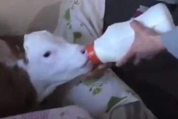 Erken doğan buzağısına evinde bebek gibi bakıp süt içiriyor