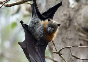 Avustralya, “mega yarasalar” ile mücadele ediyor