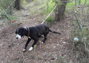 Köpeği ormanda ağaca bağlayıp ölüme terk ettiler
