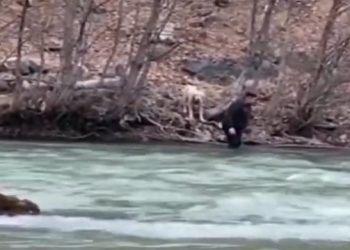 Köpeği kurtarmak için buz gibi Munzur suyuna atladı
