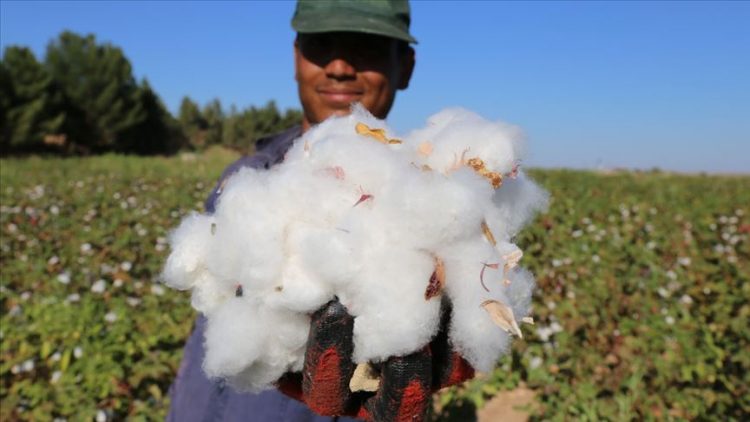 Pamukta GDO iddiası: Türkiye tekstildeki avantajını kaybedebilir