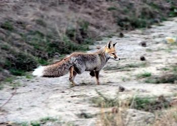Hamile tilkiyi öldürüp direğe astılar