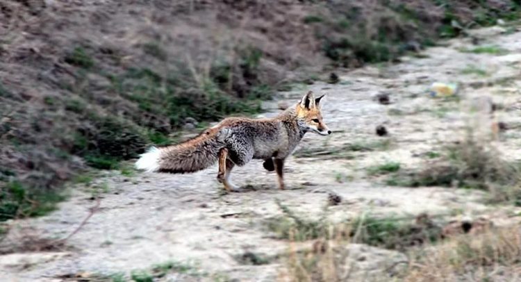 Hamile tilkiyi öldürüp direğe astılar