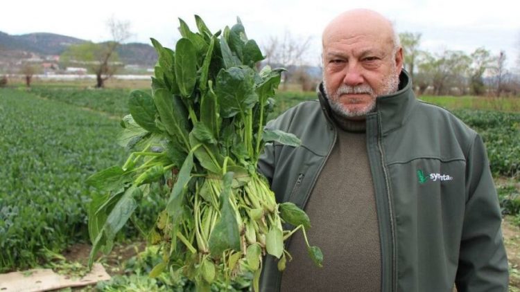 Çiftçi isyan etti: Benim ıspanağımı da satın alıp halka dağıtsınlar