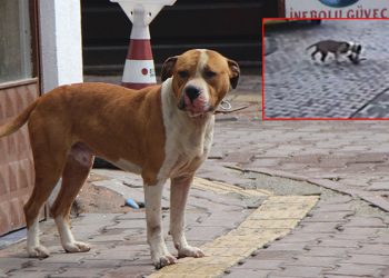 Pitbull dehşeti! Kediyi parçalayarak öldürdü