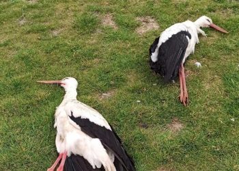 Göç eden leylekleri tüfekle vurarak öldürdüler!