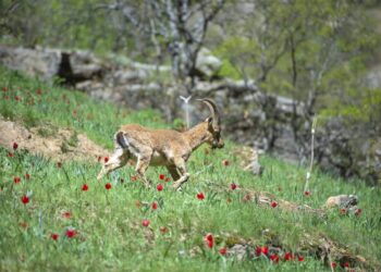 İşte Munzur’un ürkek sahipleri…