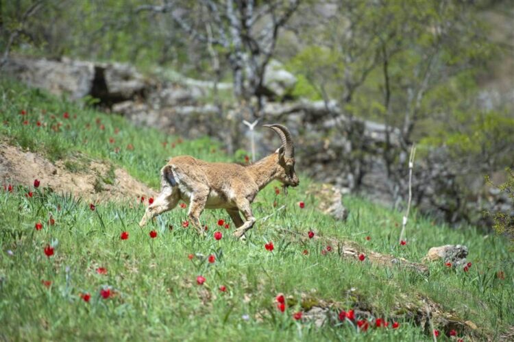 İşte Munzur’un ürkek sahipleri…
