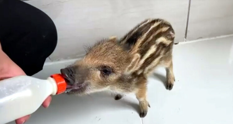 Annesi ölen yaban domuzu, biberonla beslenerek hayata tutundu