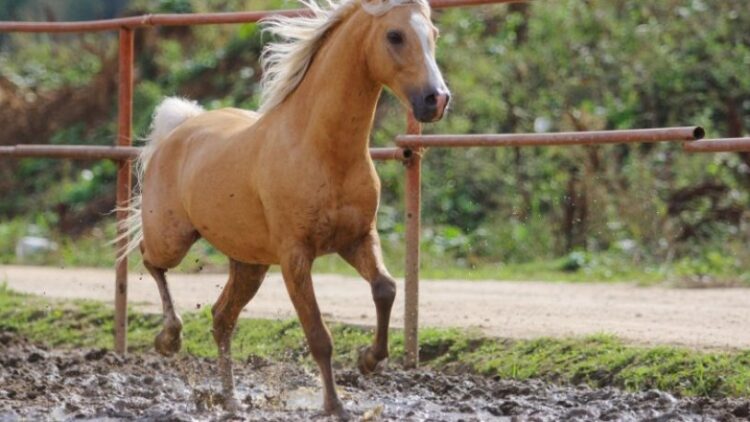 At skandalında inanılmaz gerçekler: 50 attan fazlası ortaya çıktı!